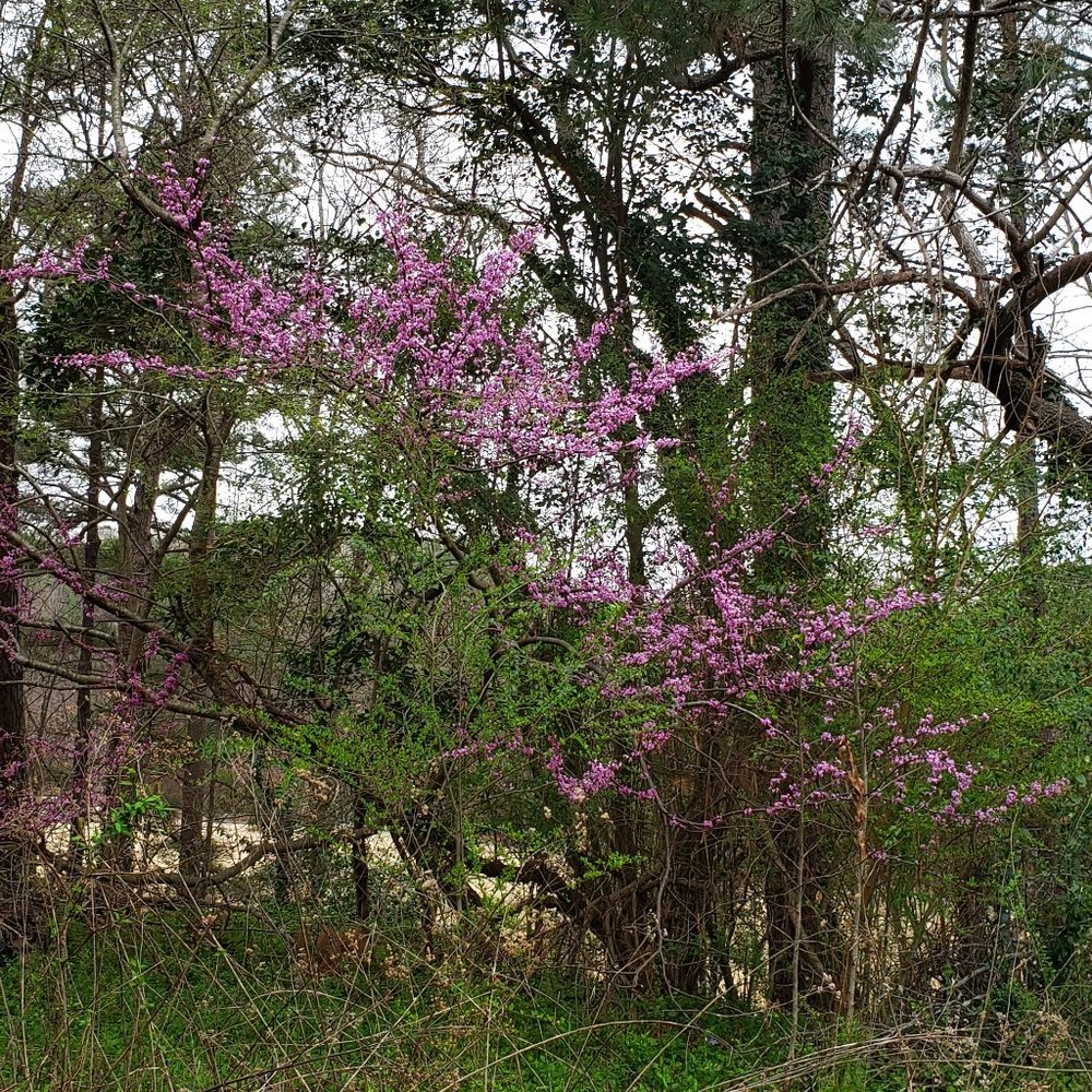 Spring is here - Picture 1 of 1